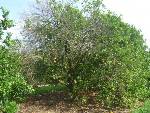 Citrus greening in Florida, which cannot be cured.