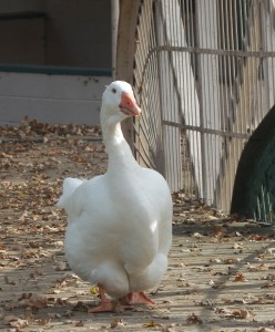 Ducks and geese are regularly seen at Mooney's Grove.