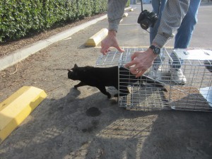 Releasing a healthy cat back to its home.