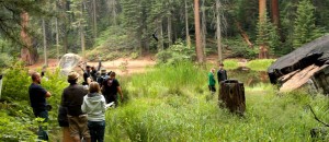 “Hyperion” films at Sequoia National Park.