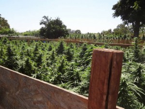 An illegal pot grow by a tenant at landlord Monique Yang’s property in Porterville. Photo courtesy County of Tulare.