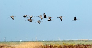 Sandhill Cranes generally fly in pairs, small or large groups when they arrive at the Pixley National Wildlife Refuge for the winter. Photo by Miguel Jimenez, U.S. Fish and Wildlife Service.