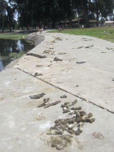 The walkway around Mooney Grove Park is littered with goose poop. Photo by Catherine Doe
