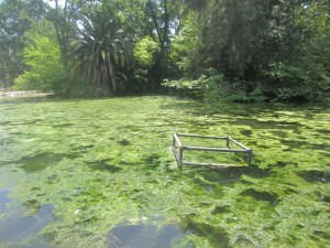 The Mooney Grove park pond as of May 2015. Photo by Catherine Doe