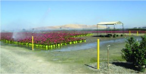 Monrovia Nursery uses Rain Birds to water most of their plants which cleanses while watering them. The nursery has a recycled water program. Nancy Vigran/Valley Voice