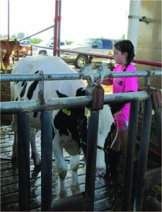 Mission Oak FFA member Hayley Fernandes bathes her Holsteins often to keep them from staining. She will be showing five dairy cow entries at this year’s Tulare County Fair. Nancy Vigran/Valley Voice