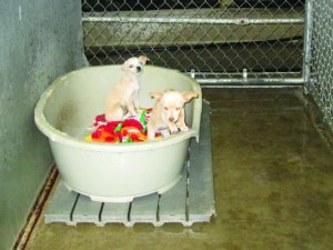 Housing is provided in single-run units at Porterville Animal Control Shelter, where housing is cleaned with occupants inside leading to damp conditions for the dogs. Nancy Vigran/Valley Voice