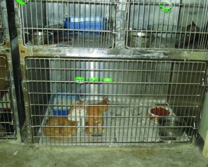 Some cat cages sit on the floor of the shelter cat room, which is ill-advised by current standards. Nancy Vigran/Valley Voice