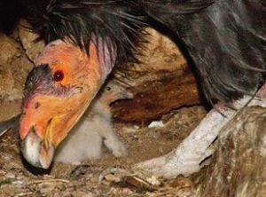 Free flying endangered California Condors live within the Pinnacles National Park and lucky bird watchers just may spot one in the park. Shown here is a parent with nestling. Photo/Courtesy/Gavin Emmons, NPS