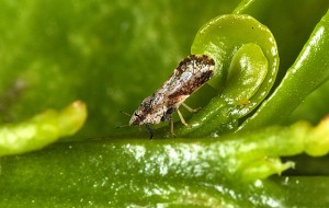 Adult Asian citrus psyllid. Photo courtesy: USDA Agricultural Research Service.