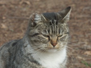 After a cat is fixed, its ear is clipped for identification.