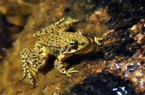 The endangered mountain yellow-legged frog.