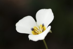 “Mariposa Lily, Yosemite” by Jeri Burzin