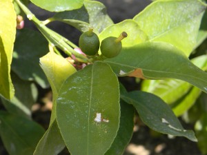 This photo above depicts “petal fall” and the first life stages of an orange, when the blooms have fallen. It is at this critical point of the growing season, when we enter into the hottest months of the year, that sufficient water is available for the cultivation of the crop.