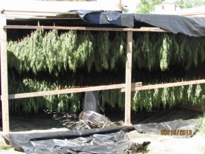 An illegal pot grow in Porterville. Photo courtesy County of Tulare.