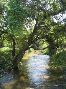 One of the waterways at Kaweah Oaks Preserve during peak flow in the summer. Photo by John Greening.