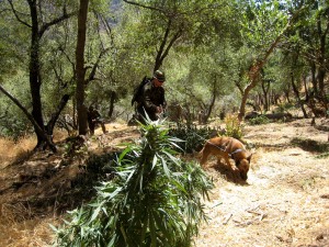 Personnel from many agencies worked together to eradicate the marijuana and restore the site to as pristine a condition as possible. 