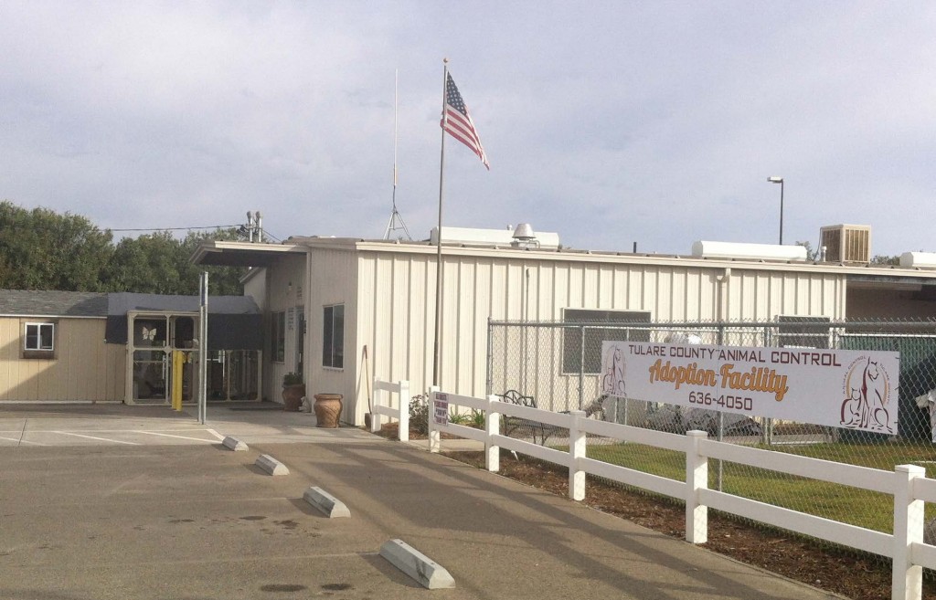 Tulare County Sued by Former Animal Control Employees Valley Voice