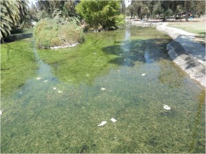 The Mooney Grove Park pond.