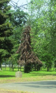 A dying tree at Mooney Grove Park. Photo by: Catherine Doe