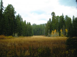 Dead trees in Crescent Meadow. Catherine Doe/Valley Voice