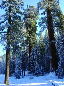 The winter backdrop for cross-country skiiers and snowshoers. Courtesy/NPS