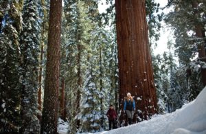 Sequoia National Park is only a short drive away. Courtesy/Visalia Convention and Visitors’ Bureau