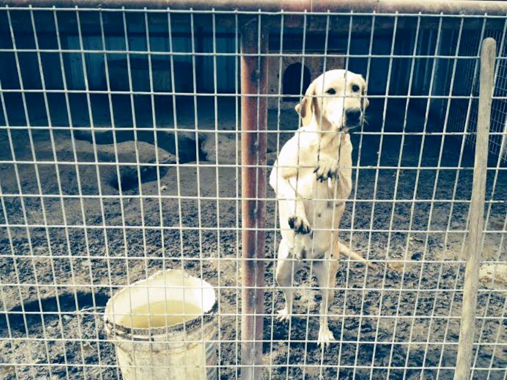 puppies kennel