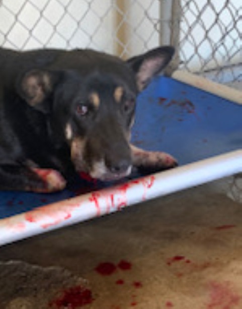 Animal Group Fears Abuse and Euthanasia after Contract Canceled - Valley Voice Animal Group Fears Abuse and Euthanasia after Contract Canceled - Valley Voice