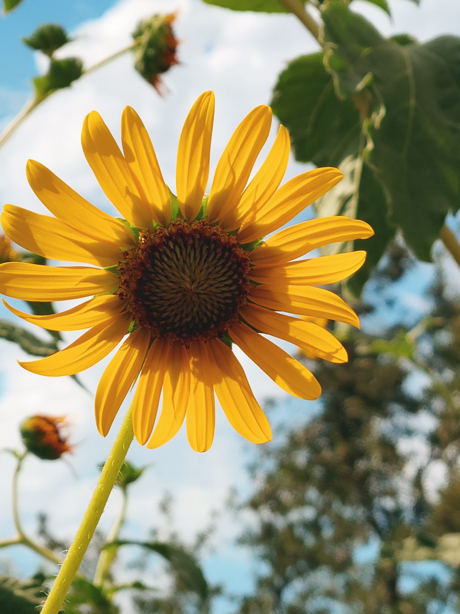 Common sunflower deals