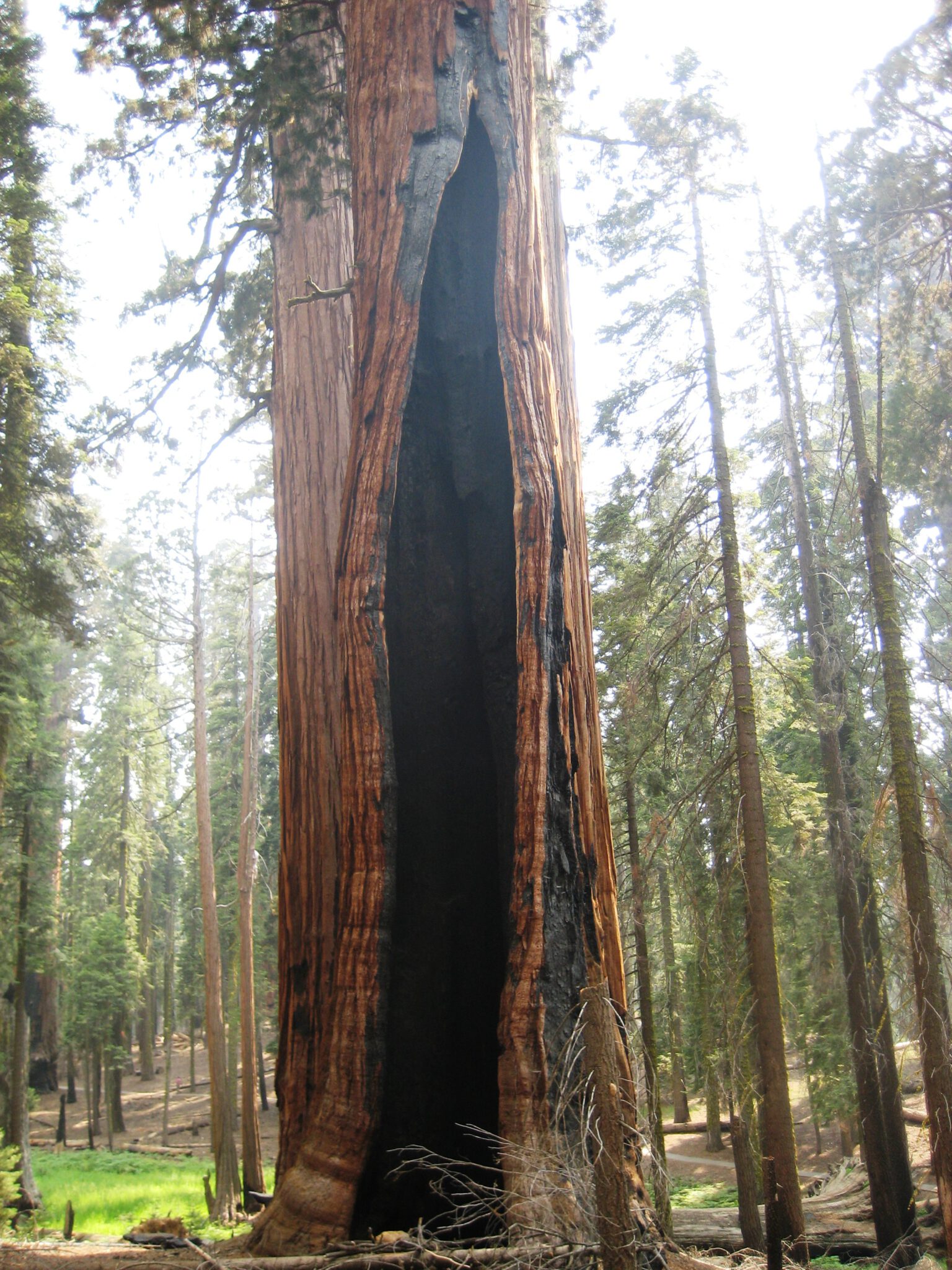 Escape to the Giant Sequoias: Your Guide to Moraine Campground