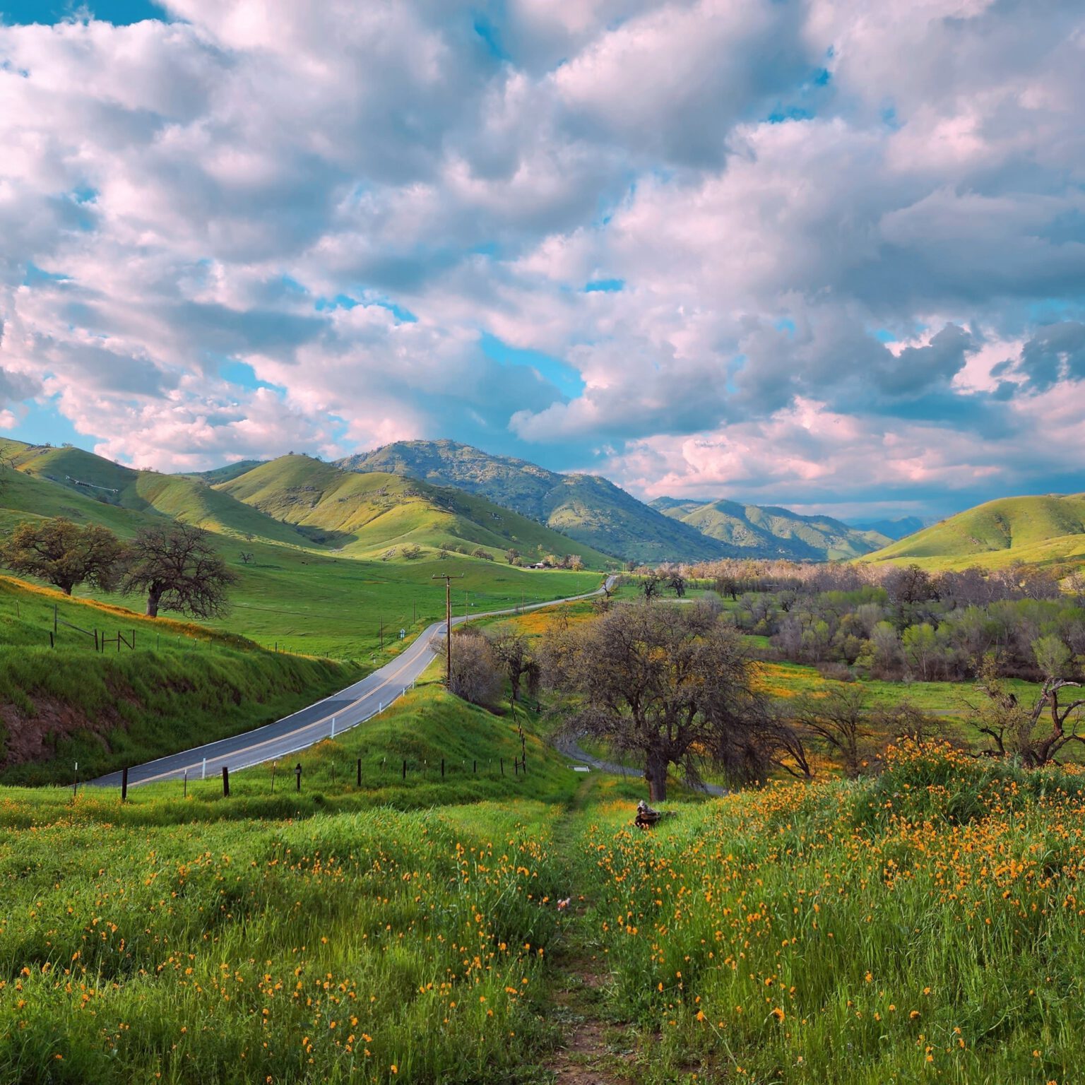Superbloom bursts to life in the Central Valley Valley Voice