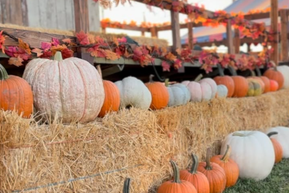 Donna’s Calendar of Events!!